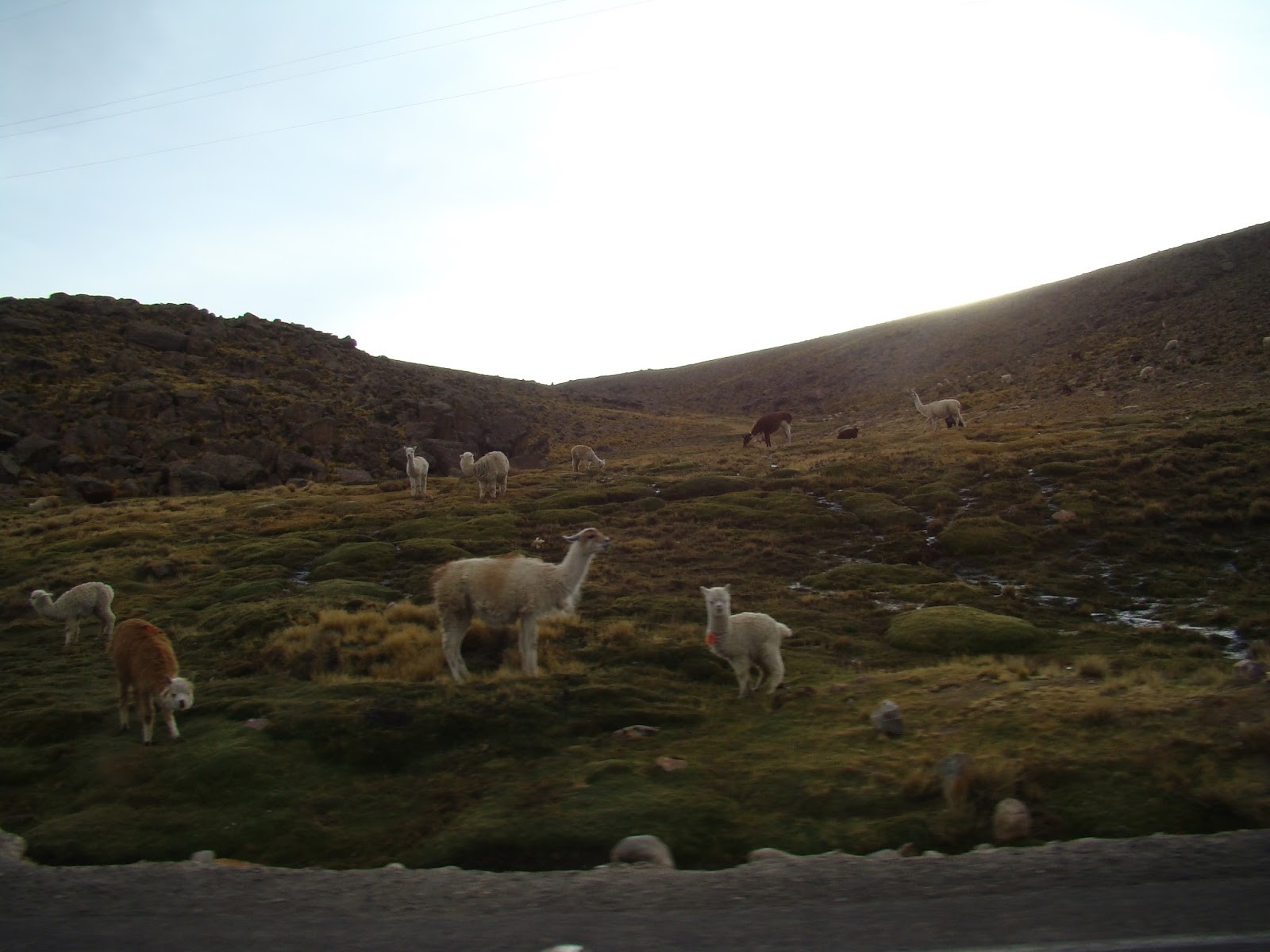 Mais algumas Alpacas pastando na beira da estrada
